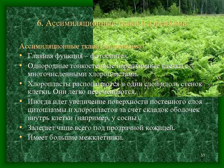 6. Ассимиляционные ткани и аэренхима Ассимиляционные ткани (хлоренхима) • Главная функция – фотосинтез. •