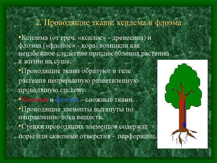 2. Проводящие ткани: ксилема и флоэма • Ксилема (от греч. «ксилос» - древесина) и