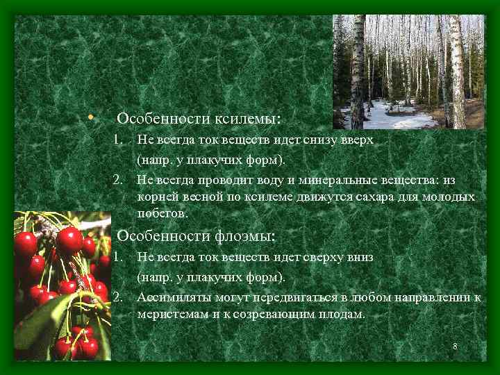  • Особенности ксилемы: 1. 2. • Не всегда ток веществ идет снизу вверх