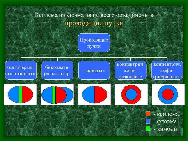 Ксилема и флоэма чаще всего объединены в проводящие пучки Проводящие пучки коллатеральные открытые биколлатеральн.