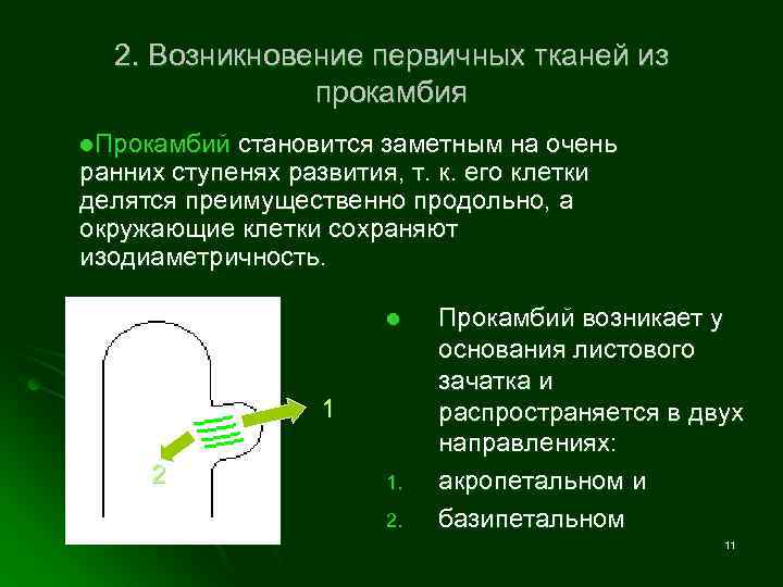 2. Возникновение первичных тканей из прокамбия l. Прокамбий становится заметным на очень ранних ступенях