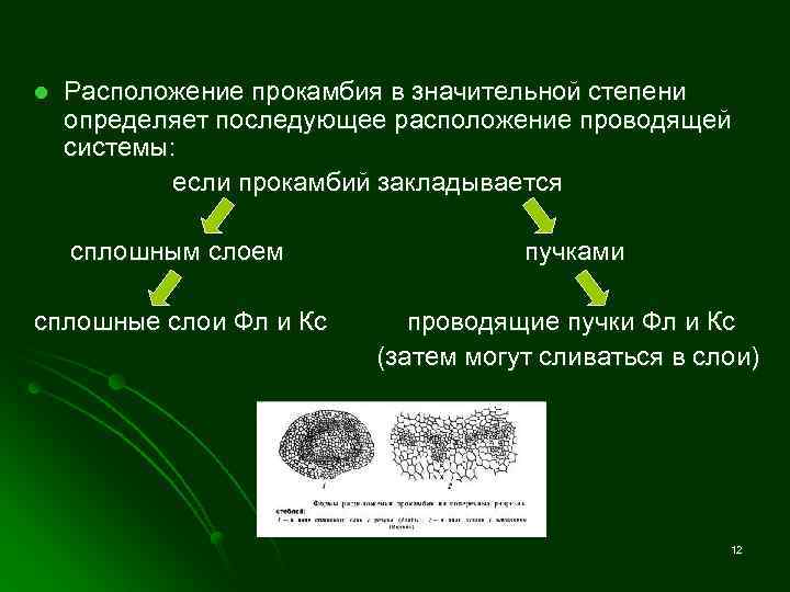 l Расположение прокамбия в значительной степени определяет последующее расположение проводящей системы: если прокамбий закладывается