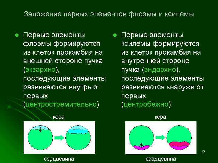 Заложение первых элементов флоэмы и ксилемы l Первые элементы флоэмы формируются из клеток прокамбия