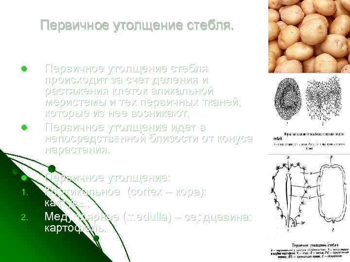 Первичное утолщение стебля. l l l 1. 2. Первичное утолщение стебля происходит за счет