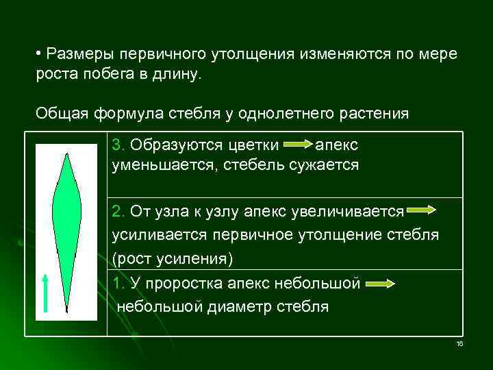  • Размеры первичного утолщения изменяются по мере роста побега в длину. Общая формула