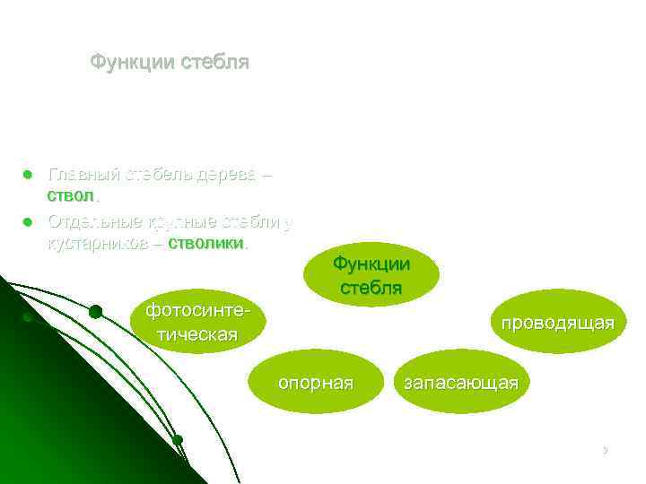 Функции стебля l l Главный стебель дерева – ствол. Отдельные крупные стебли у кустарников