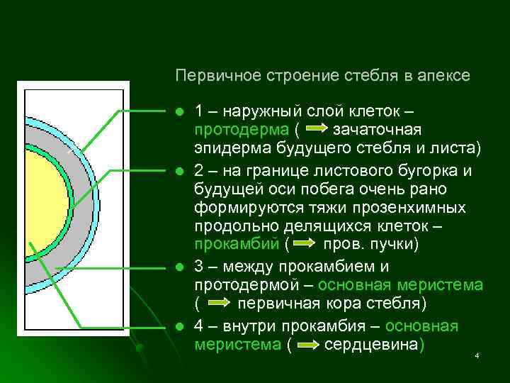 Первичное строение стебля в апексе закладывается в апексе побега. l 1 – наружный слой