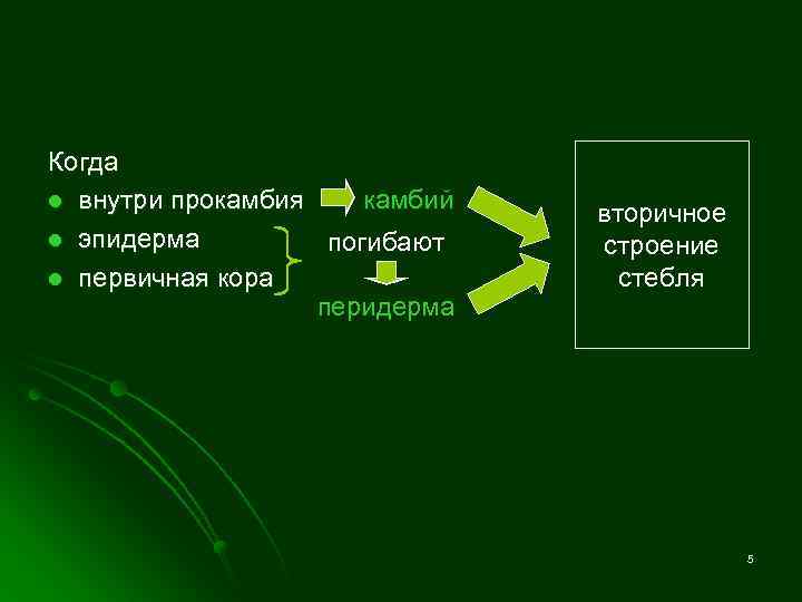 Когда l внутри прокамбия камбий l эпидерма погибают l первичная кора перидерма вторичное строение