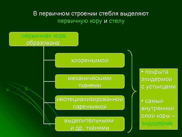 В первичном строении стебля выделяют первичную кору и стелу первичная кора образована: хлоренхимой механическими