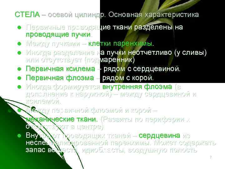 СТЕЛА – осевой цилиндр. Основная характеристика l l l l Первичные проводящие ткани разделены