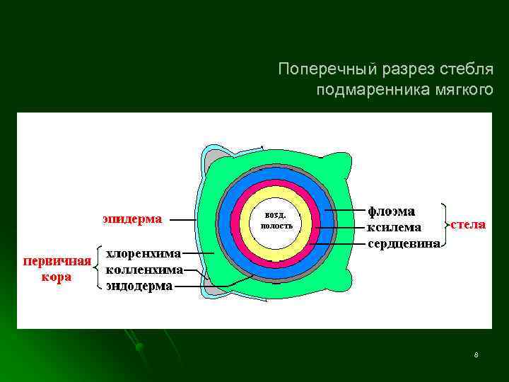 Поперечный разрез стебля подмаренника мягкого 8 