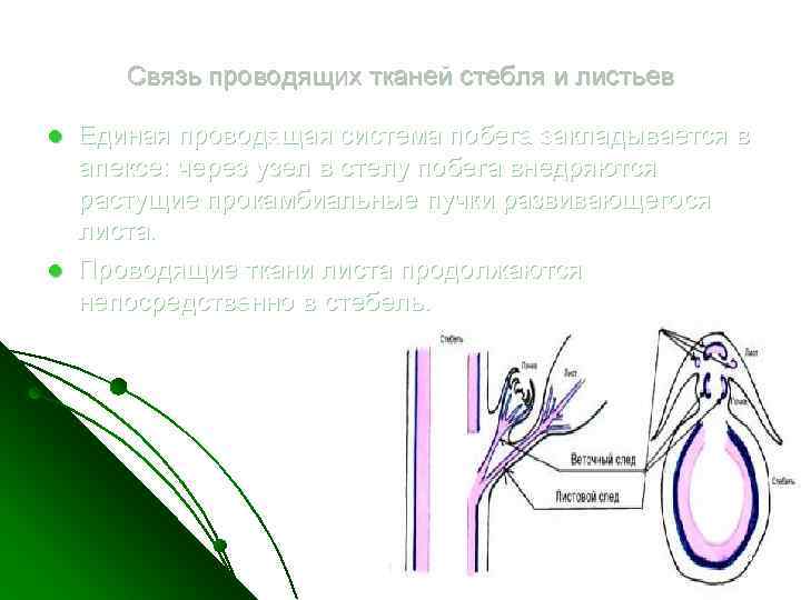 Связь проводящих тканей стебля и листьев l l Единая проводящая система побега закладывается в