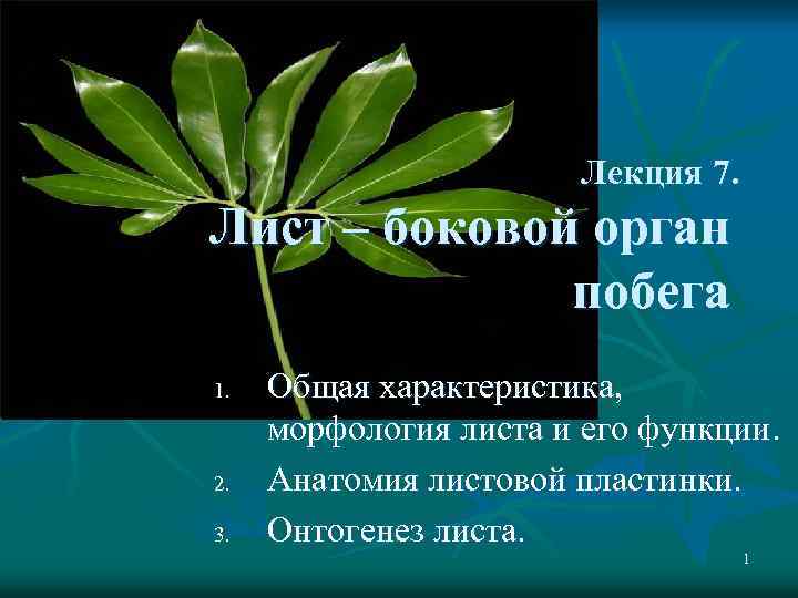 Лекция 7. Лист – боковой орган побега 1. 2. 3. Общая характеристика, морфология листа