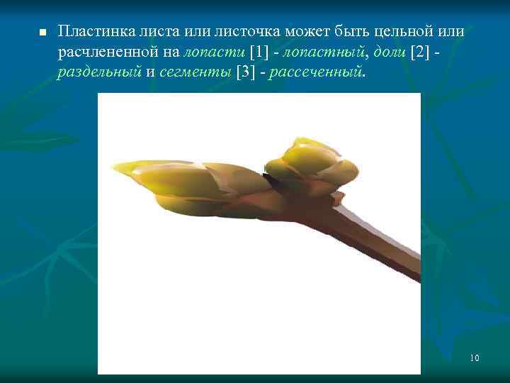 n Пластинка листа или листочка может быть цельной или расчлененной на лопасти [1] -
