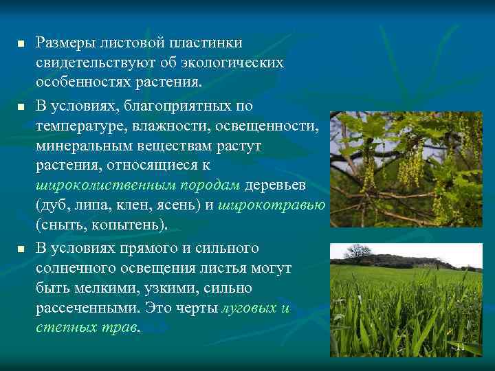 n n n Размеры листовой пластинки свидетельствуют об экологических особенностях растения. В условиях, благоприятных