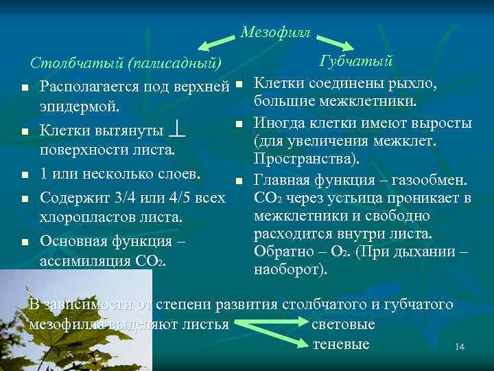 Мезофилл Столбчатый (палисадный) n Располагается под верхней эпидермой. n Клетки вытянуты поверхности листа. n