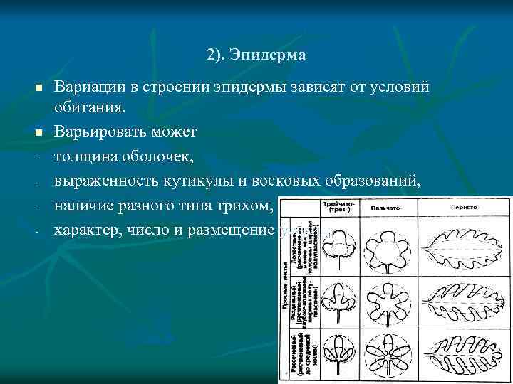 2). Эпидерма n n - Вариации в строении эпидермы зависят от условий обитания. Варьировать