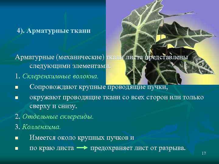 4). Арматурные ткани Арматурные (механические) ткани листа представлены следующими элементами. 1. Склеренхимные волокна. n