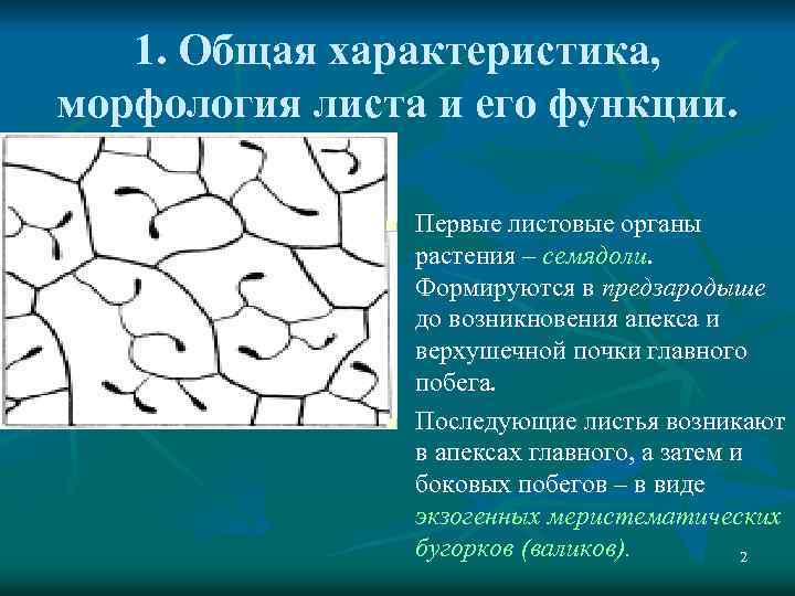 1. Общая характеристика, морфология листа и его функции. n n Первые листовые органы растения