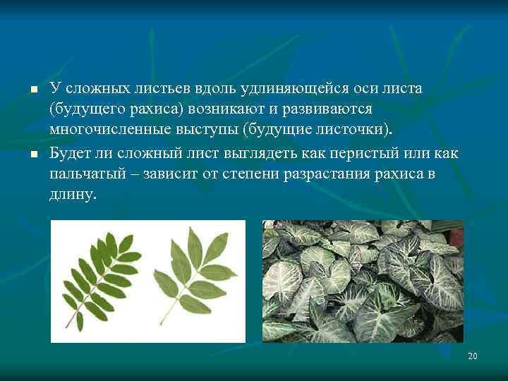 n n У сложных листьев вдоль удлиняющейся оси листа (будущего рахиса) возникают и развиваются
