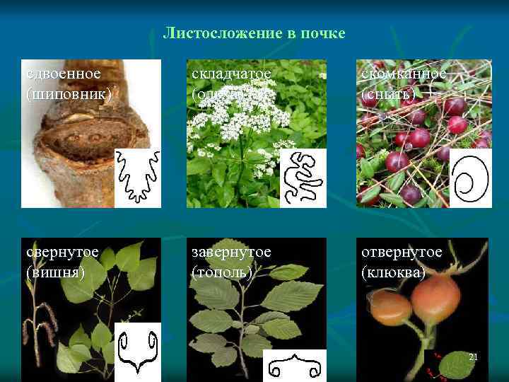 Листосложение в почке сдвоенное (шиповник) складчатое (ольха) скомканное (сныть) свернутое (вишня) завернутое (тополь) отвернутое