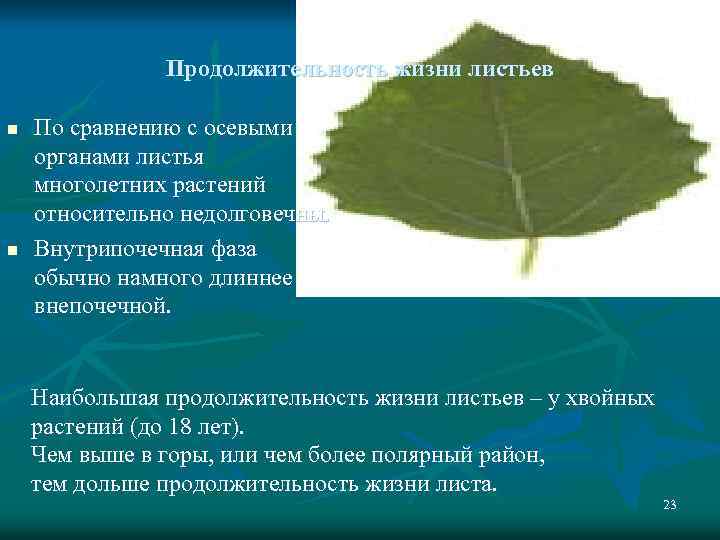 Продолжительность жизни листьев n n По сравнению с осевыми органами листья многолетних растений относительно