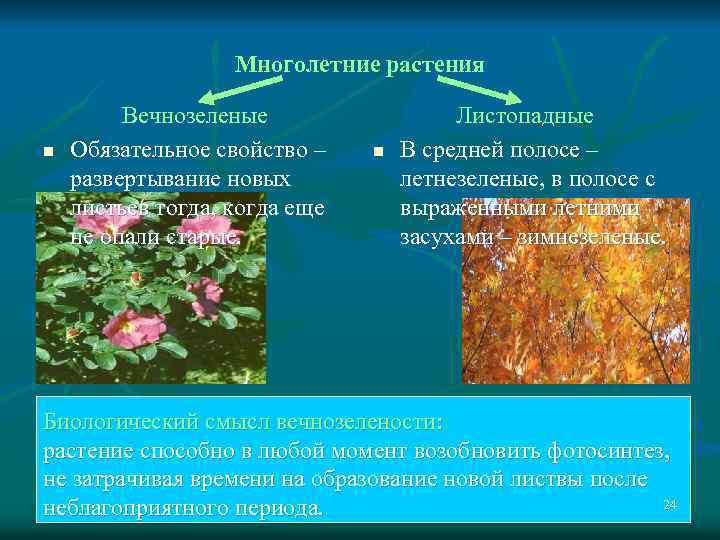Многолетние растения n Вечнозеленые Обязательное свойство – развертывание новых листьев тогда, когда еще не