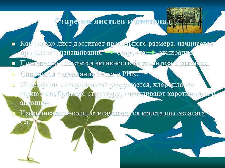 Старение листьев и листопад n n n Как только лист достигает предельного размера, начинается
