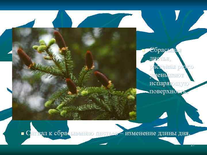 n n Сбрасывая листья, растения резко уменьшают испаряющую поверхность. Сигнал к сбрасыванию листьев –