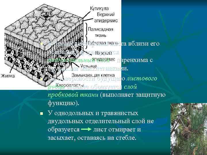 n n n В процессе старения листа вблизи его основания формируется отделительный слой –