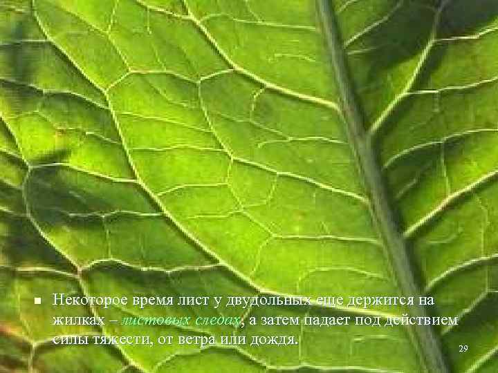n Некоторое время лист у двудольных еще держится на жилках – листовых следах, а