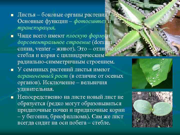 n n Листья – боковые органы растения. Основные функции – фотосинтез и транспирация. Чаще