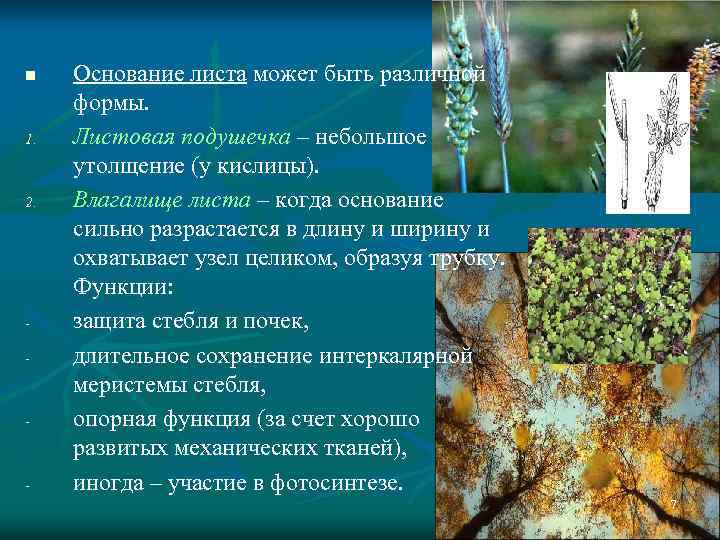 n 1. 2. - - - Основание листа может быть различной формы. Листовая подушечка