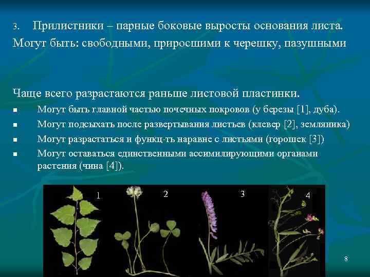 Прилистники – парные боковые выросты основания листа. Могут быть: свободными, приросшими к черешку, пазушными