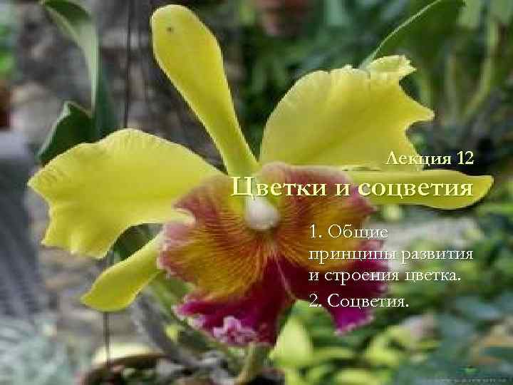 Лекция 12 Цветки и соцветия 1. Общие принципы развития и строения цветка. 2. Соцветия.