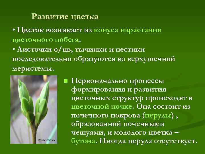 Развитие цветка • Цветок возникает из конуса нарастания цветочного побега. • Листочки о/цв, тычинки