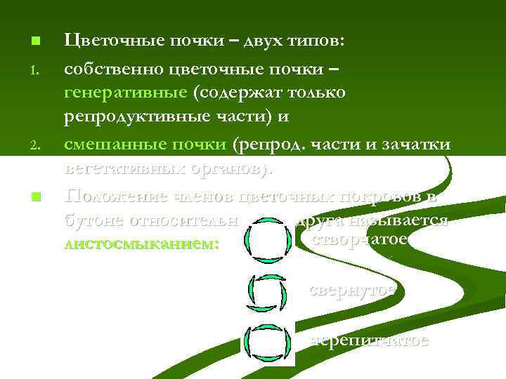 n 1. 2. n Цветочные почки – двух типов: собственно цветочные почки – генеративные