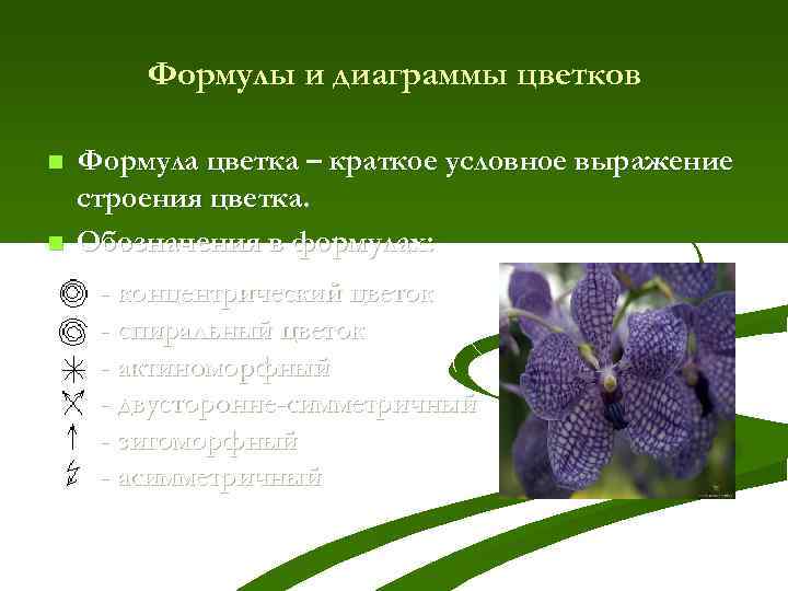 Формулы и диаграммы цветков n n Формула цветка – краткое условное выражение строения цветка.