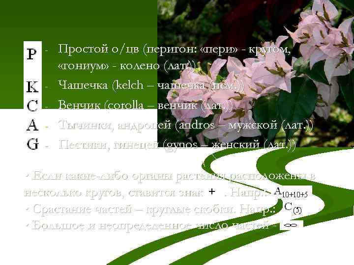 - - Простой о/цв (перигон: «пери» - кругом, «гониум» - колено (лат. )) Чашечка