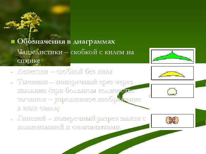 n - - Обозначения в диаграммах Чашелистики – скобкой с килем на спинке Лепестки
