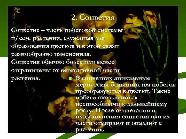2. Соцветия Соцветие – часть побеговой системы п/сем. растения, служащая для образования цветков и