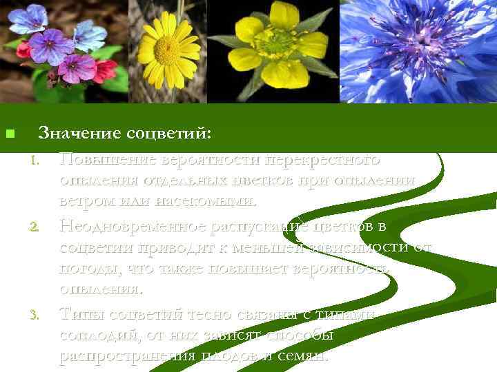 n Значение соцветий: 1. Повышение вероятности перекрестного опыления отдельных цветков при опылении ветром или