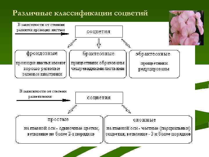 Различные классификации соцветий 