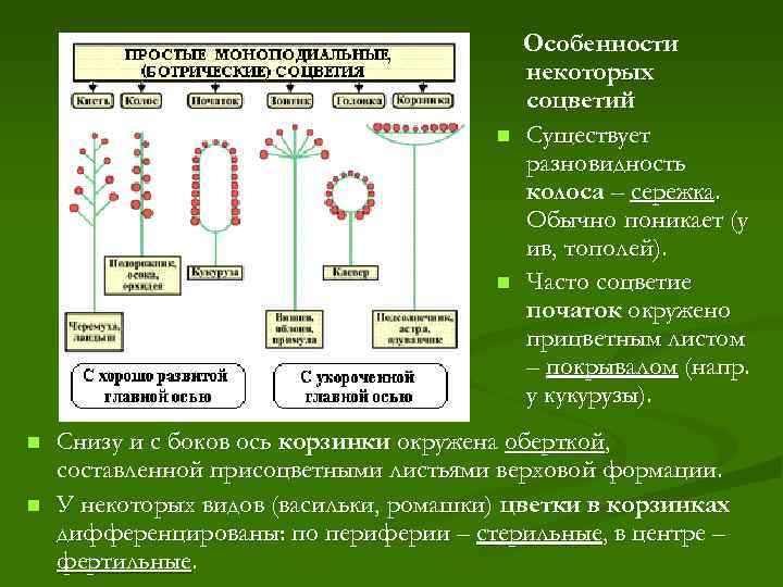 n n Особенности некоторых соцветий Существует разновидность колоса – сережка. Обычно поникает (у ив,