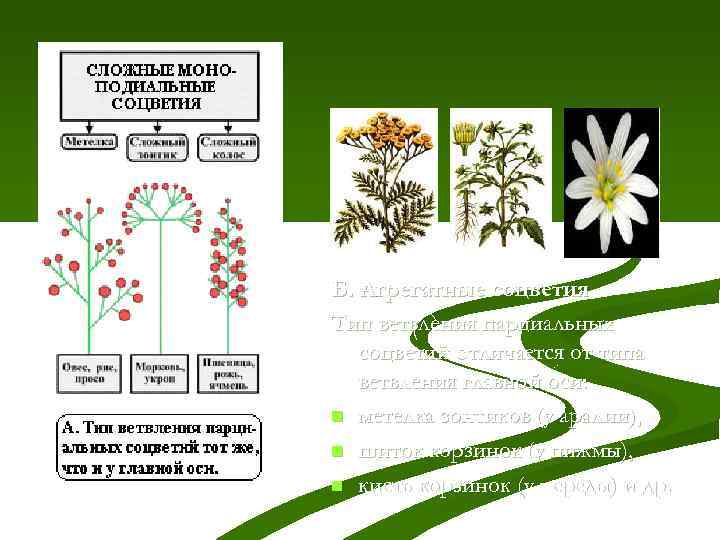 Б. Агрегатные соцветия Тип ветвления парциальных соцветий отличается от типа ветвления главной оси: n