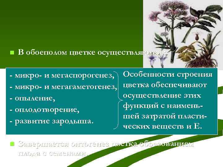 n В обоеполом цветке осуществляются : - микро- и мегаспорогенез, - микро- и мегагаметогенез,