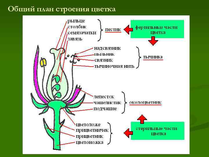 Общий план строения цветка 