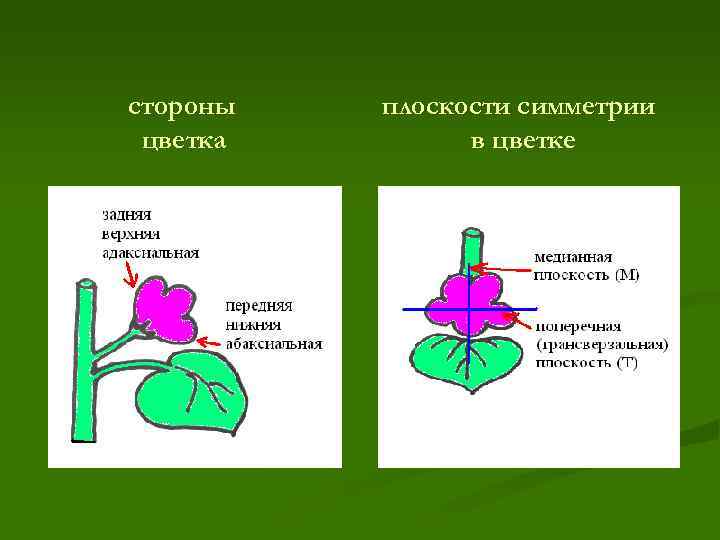 стороны цветка плоскости симметрии в цветке 