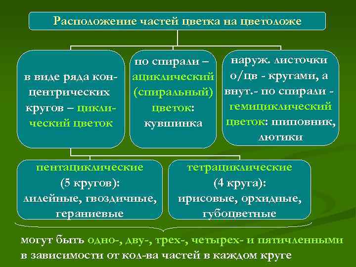 Расположение частей. Ациклические циклические и гемициклические цветки. Ациклическое гемициклическое циклическое. Циклическое расположение частей цветка. Гемициклическое расположение частей цветка.