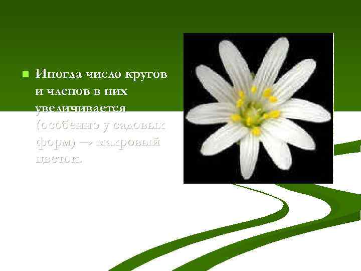 n Иногда число кругов и членов в них увеличивается (особенно у садовых форм) →